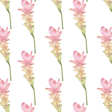 Seamless Pattern of Colored Pencil Pink Siam Tulip Flower Illustration