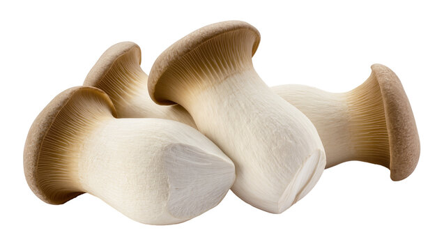 King Oyster Mushrooms Grouped Together
