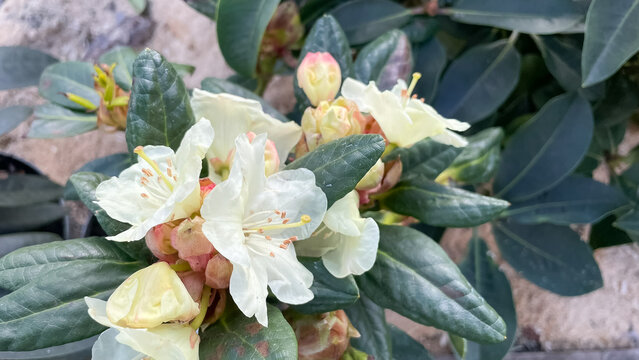 Beautiful white Caucasian rhododendron flowers blooming among dark green leathery leaves in spring