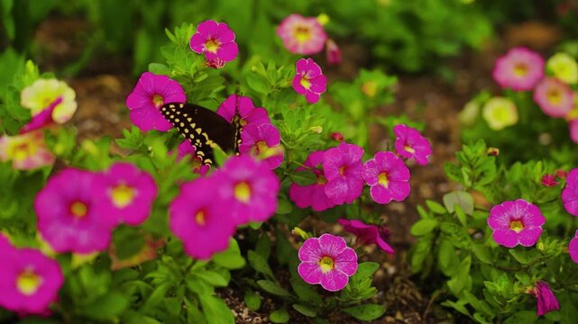 A black swallowtail butterfly pollinates bright purple petunia flowers in full bloom in an East Coast garden