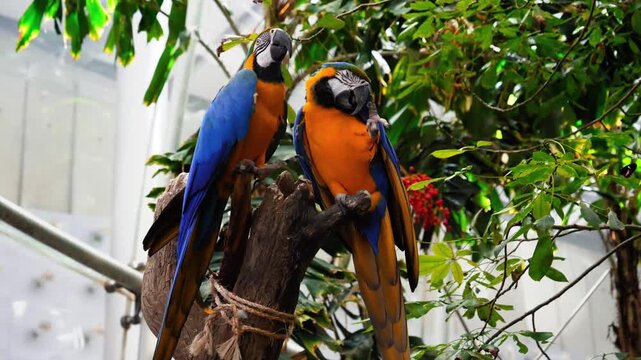 Colorful toucans perched in a lush tropical tree inside the San Francisco Zoo greenhouse