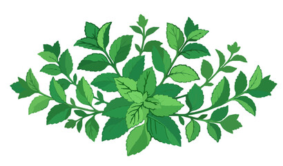 Stylized green mint leaf vector illustration for branding and menu design © MstAsia