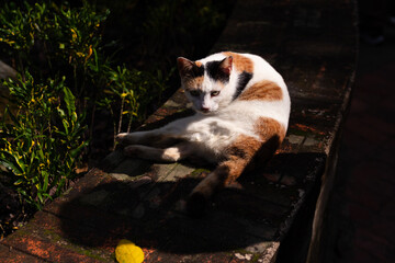 dog and cat © Ta