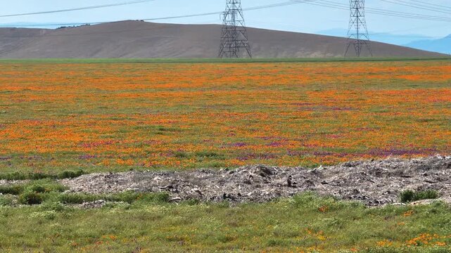 Telephoto drone shot of vibrant California poppy fields in full bloom, sunny day