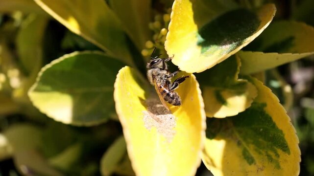 Macro 240fps super slow motion of a honey bee seen from side profile, fighting to maintain balance and grip on a yellow leaf. Dramatic concept of survival, effort and raw nature