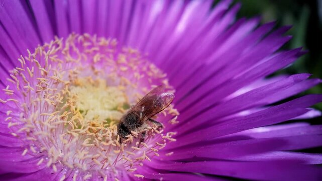 Macro 240fps super slow motion of a full body honey bee walking on a bright purple flower. Beautiful insect anatomy and vibrant floral background for commercial and lifestyle concepts