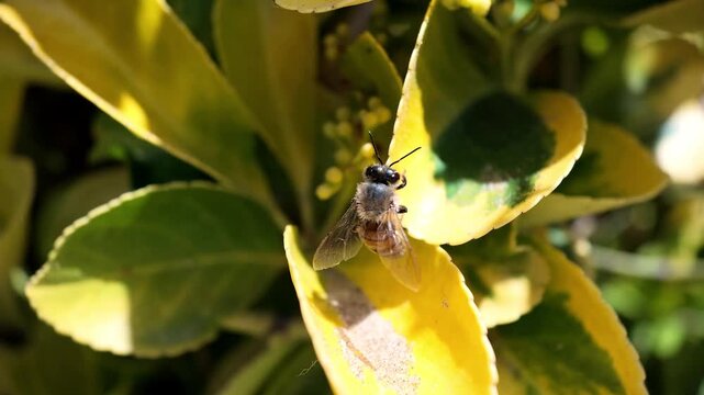 Macro 240fps super slow motion of a honey bee seen from above, vibrating wings to maintain grip on a yellow leaf. High angle detailed view of insect anatomy and flight mechanics