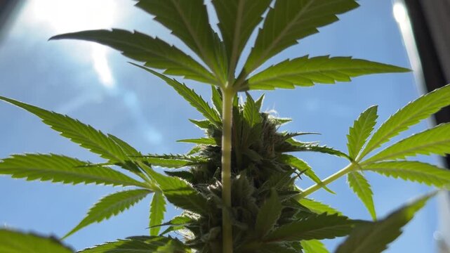 Cogollo de cannabis creciendo junto a una ventana con luz natural &mdash; v&iacute;deo 4K Apple ProRes