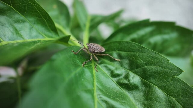 Macro 240fps super slow motion of an invasive stink bug halyomorpha halys on green foliage. Detailed insect anatomy and agricultural pest control concept for environmental footage