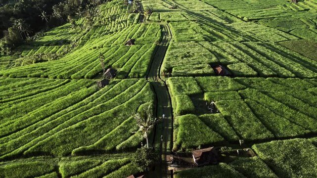 Morning runners moving through vibrant rice terraces with winding countryside pathways and lush tropical farmland glowing in golden sunrise light overhead push-in drone footage