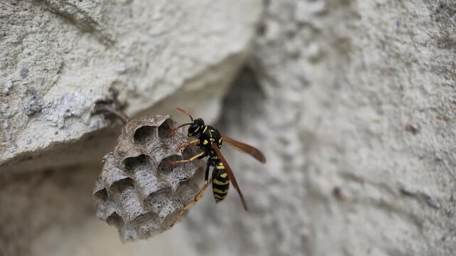 Macro 240fps super slow motion of a wasp landing on its wasp nest. High frame rate detail of insect behavior, natural honeycomb architecture and wildlife biology for science concepts