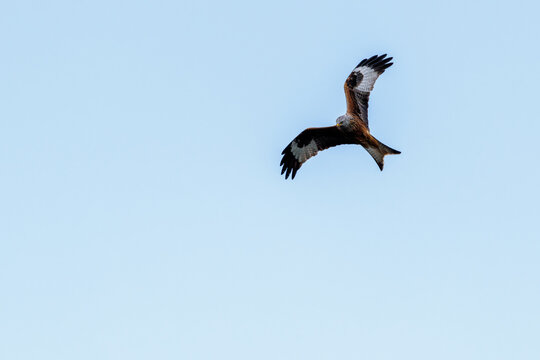 Red kite soaring in flight against a soft cloudy sky, showing wide wings, forked tail and natural bird of prey behavior in a peaceful wildlife scene.