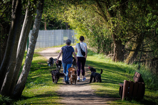 Two people walking several dogs along a peaceful tree-lined park path on a sunny day, capturing outdoor recreation, pet care, dog walking and leisure in nature.
