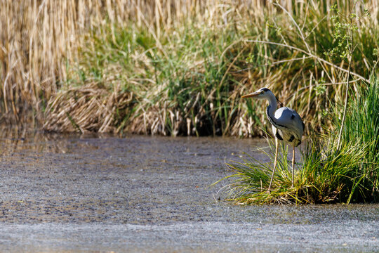 Grey heron standing in a quiet wetland among green grass and dry reeds, hunting near shallow water in a natural marsh habitat on a sunny spring day.