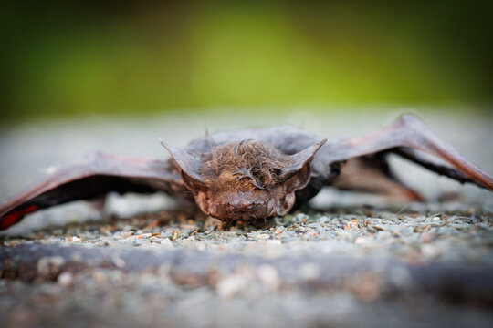 Close-up macro photograph of a bat resting on a wet surface with detailed wings, fur, and glowing eyes