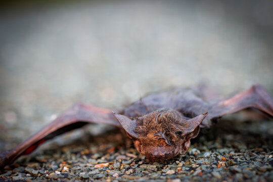 Close-up macro photograph of a bat resting on a wet surface with detailed wings, fur, and glowing eyes