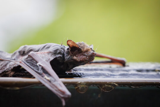 Close-up macro photograph of a bat resting on a wet surface with detailed wings, fur, and glowing eyes