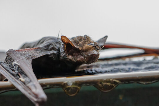 Close-up macro photograph of a bat resting on a wet surface with detailed wings, fur, and glowing eyes