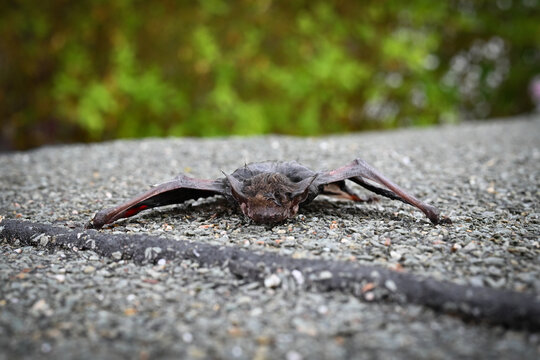 Close-up macro photograph of a bat resting on a wet surface with detailed wings, fur, and glowing eyes