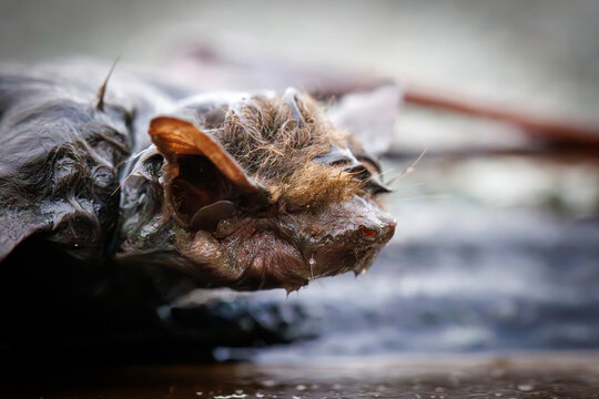 Close-up macro photograph of a bat resting on a wet surface with detailed wings, fur, and glowing eyes