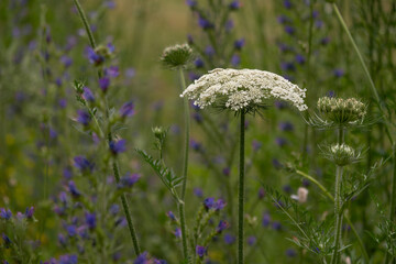 close up of a white blooming achillea in a meadow against natural green background - some blurred blue blossoms can be seen as well © heidepinkall