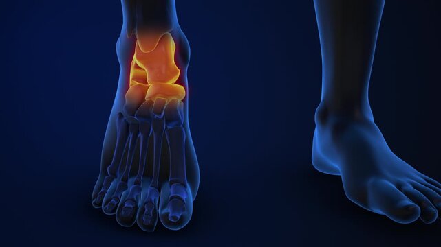 Human foot pain affecting ankle joint