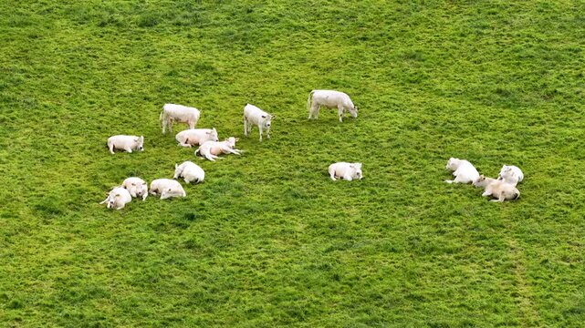 Aerial drone view of white Charolais cattle resting and grazing on green pasture land in the English countryside showing peaceful rural farming and livestock across an agricultural meadow from above
