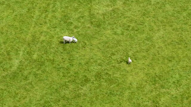 Aerial drone view footage of a ewe sheep with two lambs standing on green pasture land in the English countryside showing peaceful rural farming and spring livestock from above