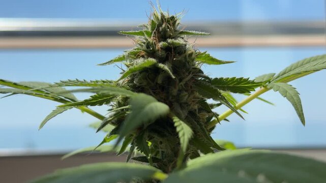 Cogollo de cannabis creciendo junto a una ventana con luz natural &mdash; v&iacute;deo 4K Apple ProRes