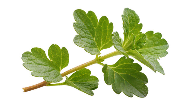 Green gooseberry branch with lobed leaves