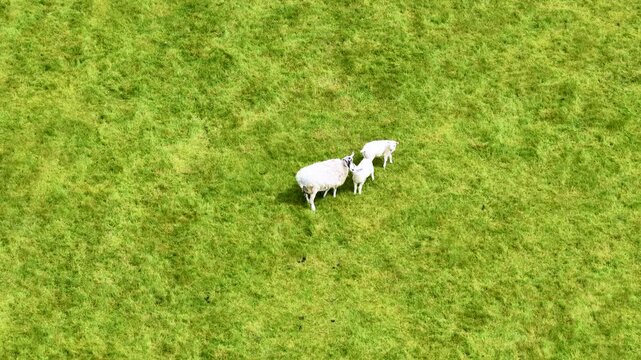 Aerial drone view footage of a ewe sheep with two lambs standing on green pasture land in the English countryside showing peaceful rural farming and spring livestock from above