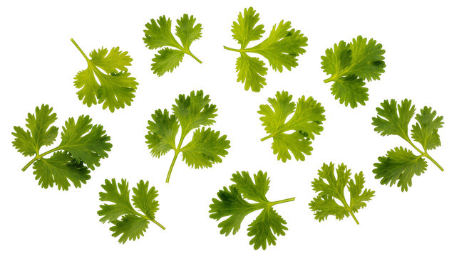 Fresh green cilantro leaves scattered