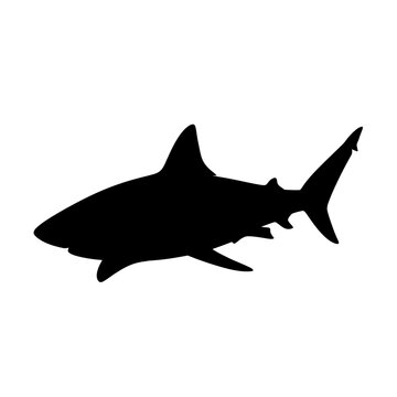 Silhouette of a shark swimming through the ocean with a sleek streamlined body and prominent dorsal fin showcasing marine