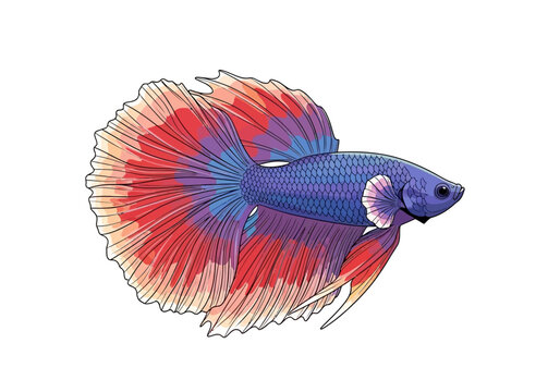 Vibrant blue and red betta fish swims in clear water with fins spread.