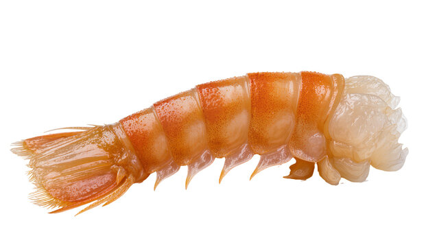 Cooked Shrimp Tail with Orange Shell and White Meat