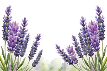 Obraz premium Fresh purple lavender flowers in bloom - Close-up of vibrant lavender blooms with delicate purple petals and green stems, perfect for nature and floral designs.