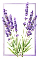Obraz premium Fresh purple lavender flowers in bloom - Close-up illustration of vibrant lavender stems with delicate purple flowers and green leaves