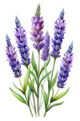 Obraz premium Purple lavender flowers in bloom - Beautiful cluster of purple lavender flowers with green stems and leaves, ready for stock use.