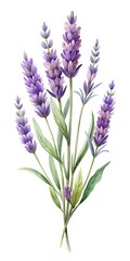 Fototapeta premium Purple lavender flowers in a bouquet - Fresh lavender flowers with purple and blue hues arranged in a natural bouquet against a clean background.