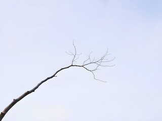 Obraz premium Single Bare Skeletal Tree Branch Extends Across Stark Pale Blue