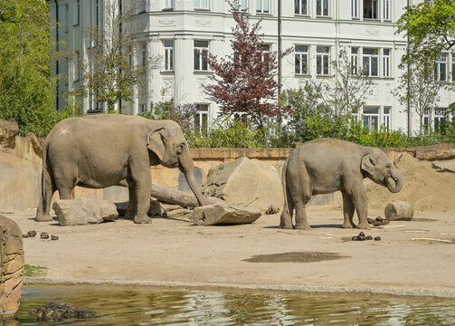 Asiatische Elefanten, Zoo, Pfaffendorfer Stra&szlig;e, Leipzig, Sachsen, Deutschland