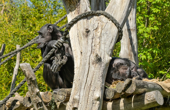 Schimpansen, Pongoland, Affen-Anlage, Zoo, Pfaffendorfer Stra&szlig;e, Leipzig, Sachsen, Deutschland