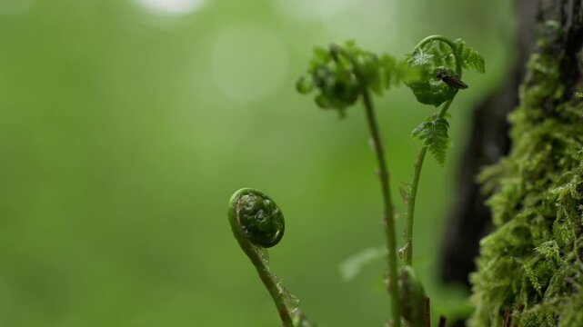 Fiddlehead fern opening up with a tiny bug on the leaf