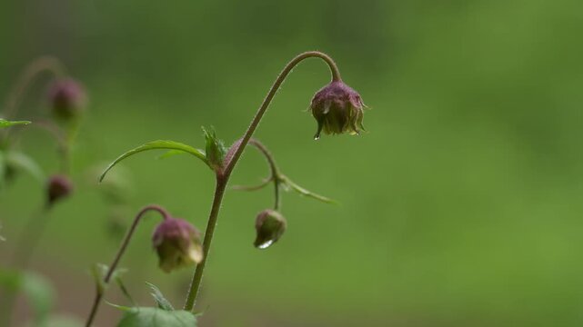 Nodding purple wildflower with hanging water drops after rain