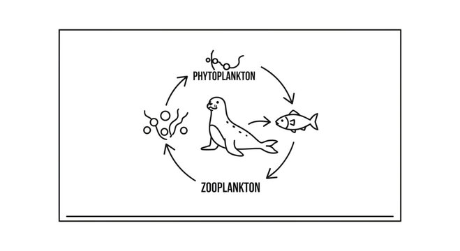 Marine Food Chain Diagram: Phytoplankton, Zooplankton, Fish, Seal