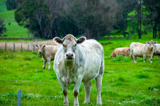Murray Grey Cattle - Western Australia