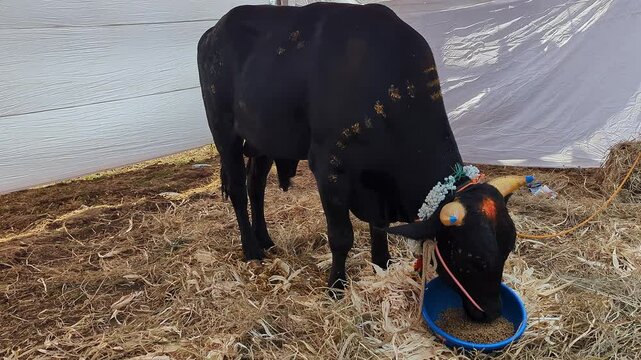Closeup view of decorated black calf at krishi mela showcasing rural livestock tradition