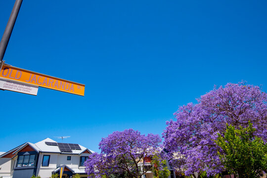 Jacaranda Tree Blossom in Subiaco Suburb - Western Australia