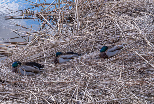 Mallard drakes resting on reeds by the water