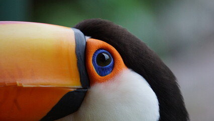 portrait of a toucan © leazeka
